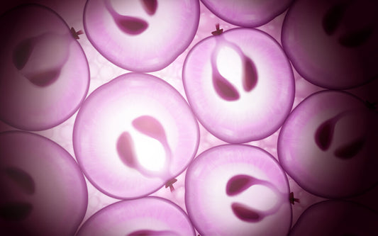 Grape Stem Cells: Antioxidant Extraordinaire