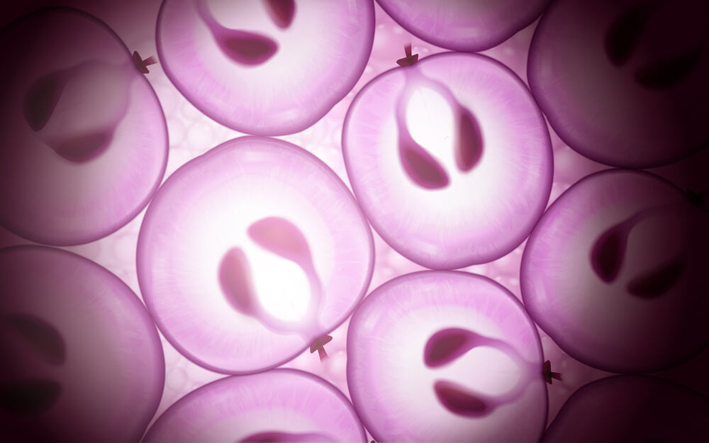Grape Stem Cells: Antioxidant Extraordinaire